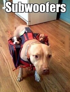 An adorable blonde pitbull wearing a red and blue backpack. Each pocket of the backpack holds a tiny puppy. The text on top of the image reads: "Subwoofers"